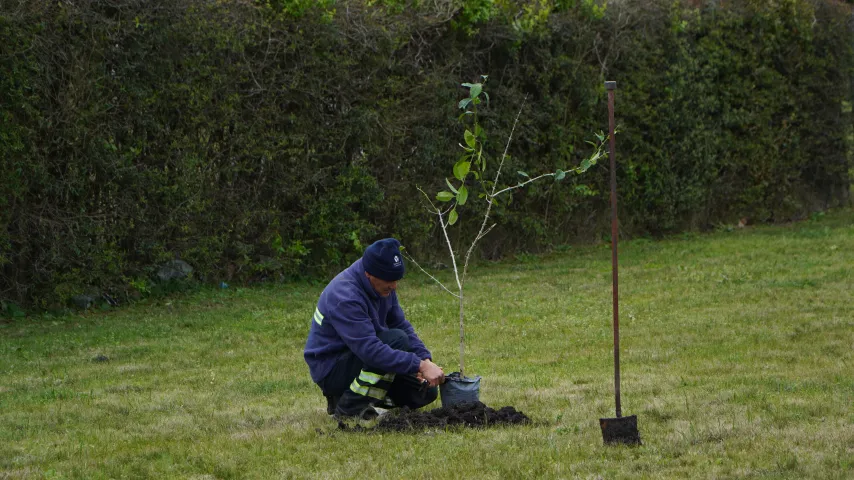 reforestación