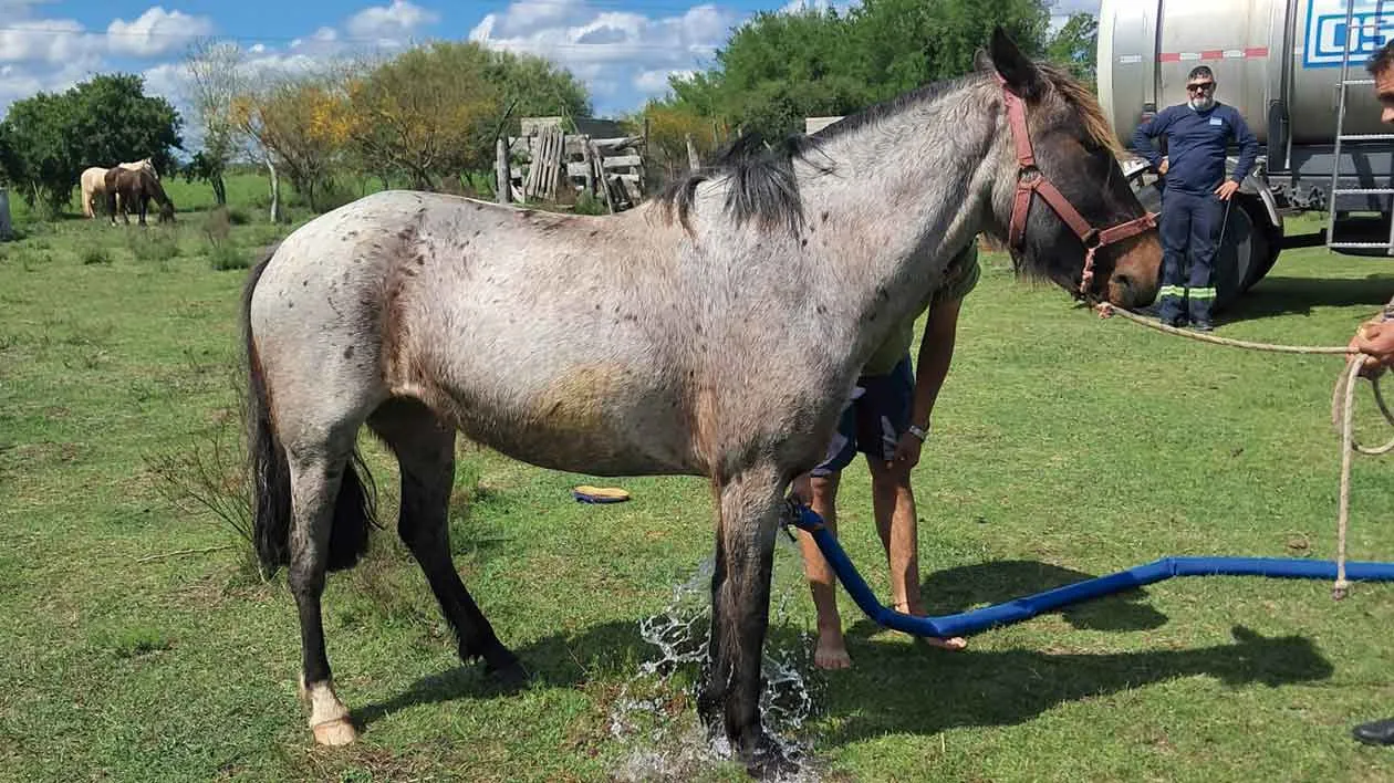 Cabalgata