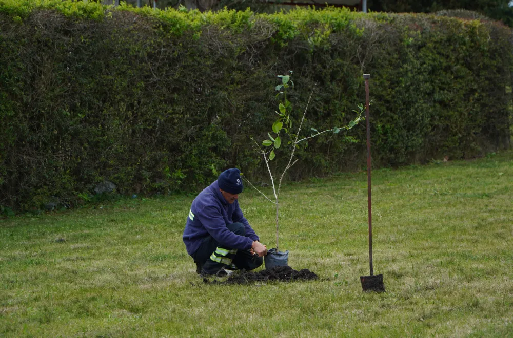 reforestación